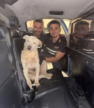 Cane pastore ferito recuperato dalla polizia nei boschi di Bardonecchia